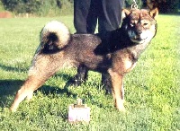 Étalon Hokkaïdo - CH. Andre Gold sanderae