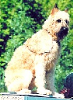 Étalon Bouvier des Flandres - Odon de la Genesis