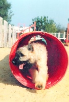 Étalon Bouvier des Flandres - Soft de la Genesis