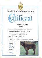 Étalon Bouvier des Flandres - Nicky basco V. 't heukske