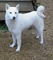 Étalon Hokkaïdo - Tenshi Tajgeta