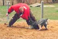 Étalon Bouvier des Flandres - Gido V. assenrade