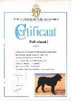 Étalon Bouvier des Flandres - Breston tessa Van 't heukske