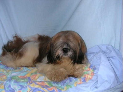 Publication : (Sans Affixe) 