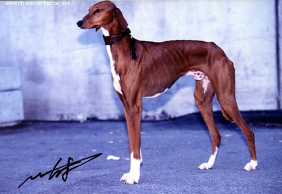 CH. Aulad al sahra's X'azarif