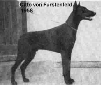 Citto V.fürstenfeld