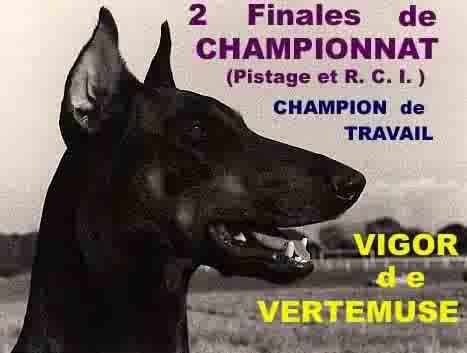 CH. Vigor De vertemuse