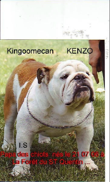 CH. Kingdomecan Kenzo