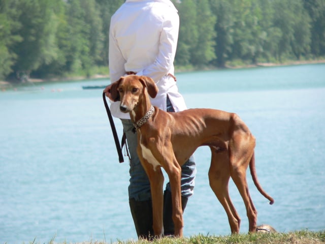 Publication : Di maraldi 