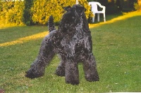 Étalon Kerry Blue Terrier - Tia Des Diablotins De L'Ozon