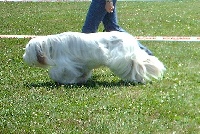 Étalon Bearded Collie - Alfasamaya for to live