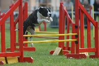Étalon American Staffordshire Terrier - Power Thunderbolt's Veni vedi vicci