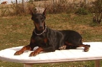 Étalon Dobermann - Rushane rotkappchen Von rauberstolz