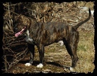 Étalon American Staffordshire Terrier - Vulcain des Protecteurs D'Anjody