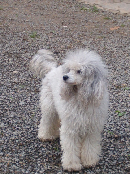 Vermeille de la Boutinais