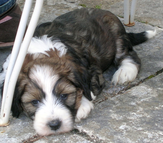 Publication : de l'Ecume de Lune 