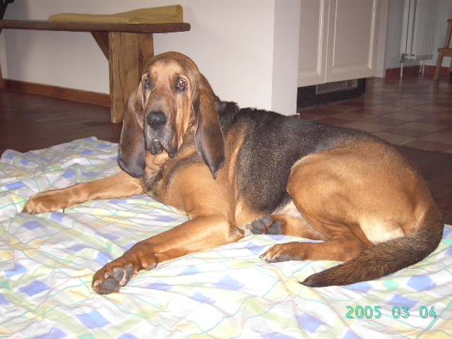 Publication : Loamy Lane's Bloodhounds 