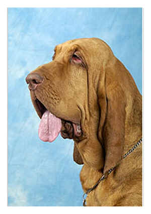 Publication : Loamy Lane's Bloodhounds 