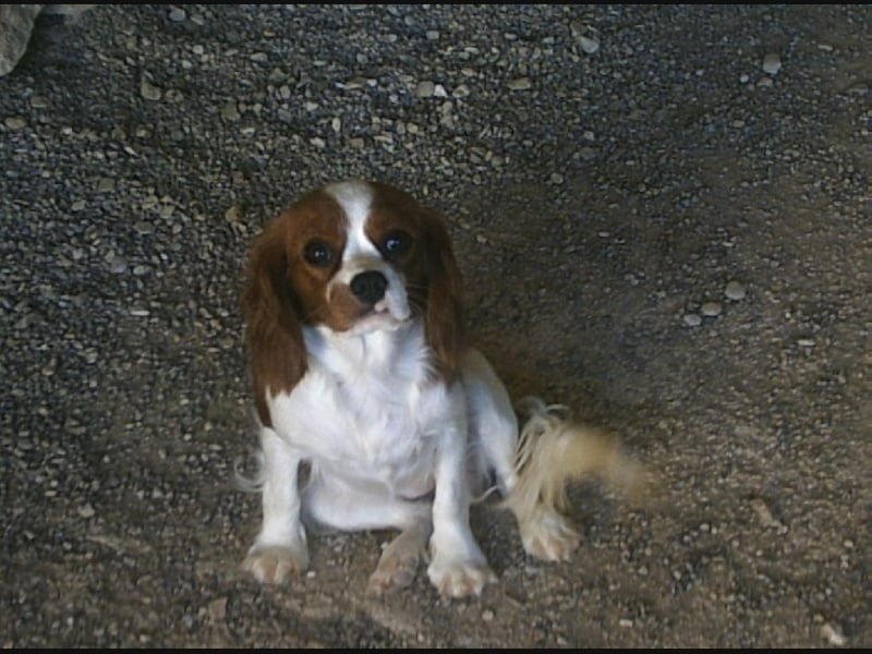 Aroxie Du domaine de maryanne