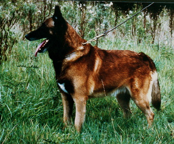 Isegrim Van balderlo