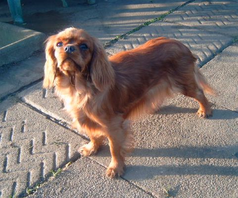 Publication : Des rois du monde