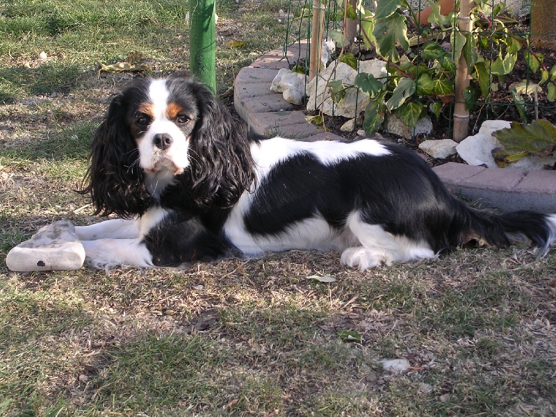 Publication : des Sirenes de L'Ocean