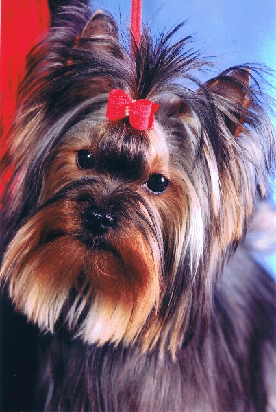 Valestory's Bridget jones