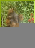 Étalon Yorkshire Terrier - candelton Best seller