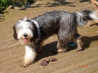 Étalon Bearded Collie - Bambou des Dunes d'Omaha