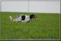 Étalon Setter Anglais - Arno De bassegas