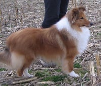 Étalon Shetland Sheepdog - Betty boop du Cap de la Coste