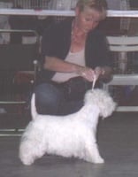 Étalon West Highland White Terrier - Singing on the moon de Willycott