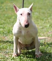 Étalon Bull Terrier - U'victoire De l'ame d'aphrodite
