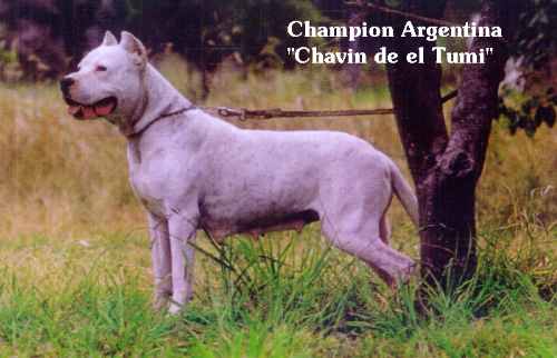 CH. Chavin Del el tumi