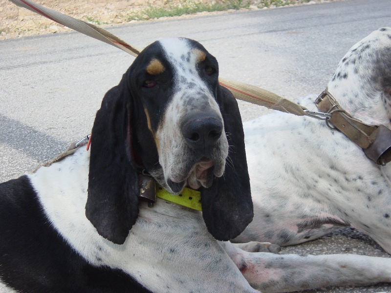 Publication : des figuieres de Valcros