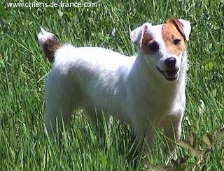 Vermine Des roches du mettey