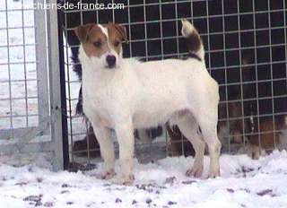 Saturnin Des halliers de la lierre