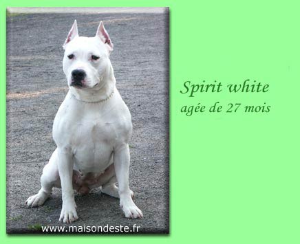Spirit white De la Maison d'Este