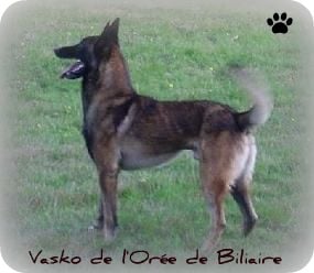 Vasko de l'Orée de Biliaire