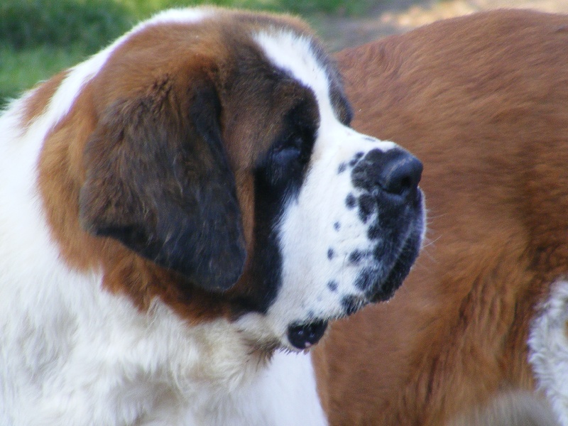 Valline de la vallee d'eline