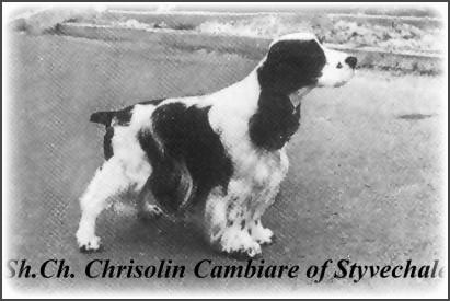 CH. Crisolin Cambiare of styvechale
