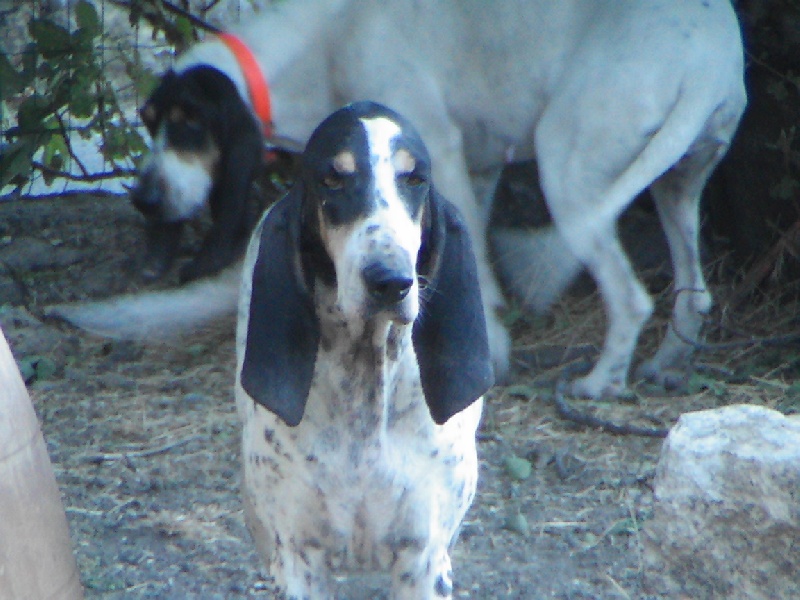 Publication : des figuieres de Valcros