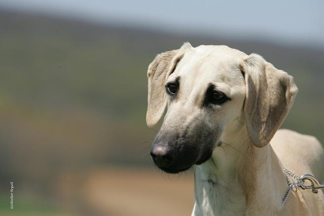 CH. Ew vww'15 arab bahari's amra al basma chabiba Of love arab beauty