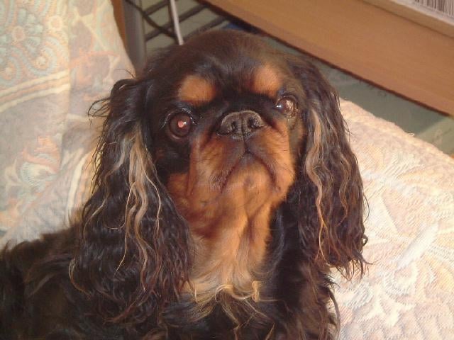 Ting hoa ti king des Cavaliers D'Albion