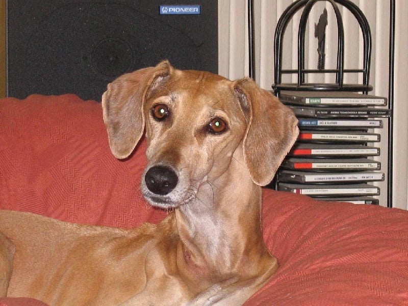 CH. Love djoy de la Horde D'Or