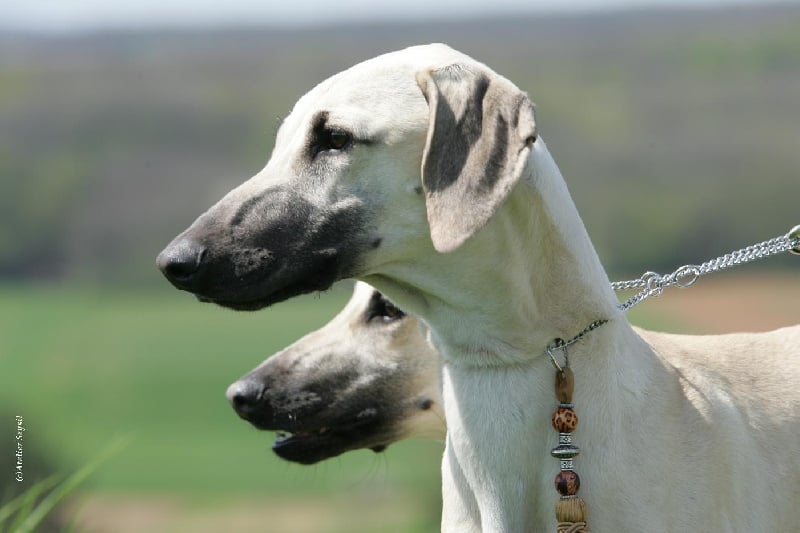 CH. Amjad el badri choukrallah Of love arab beauty