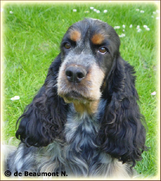 TR. CH. Osuna de Mendi Sola