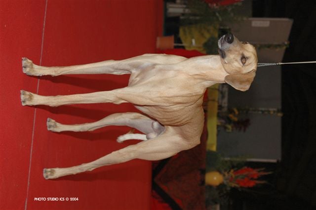 Publication : Of love arab beauty 