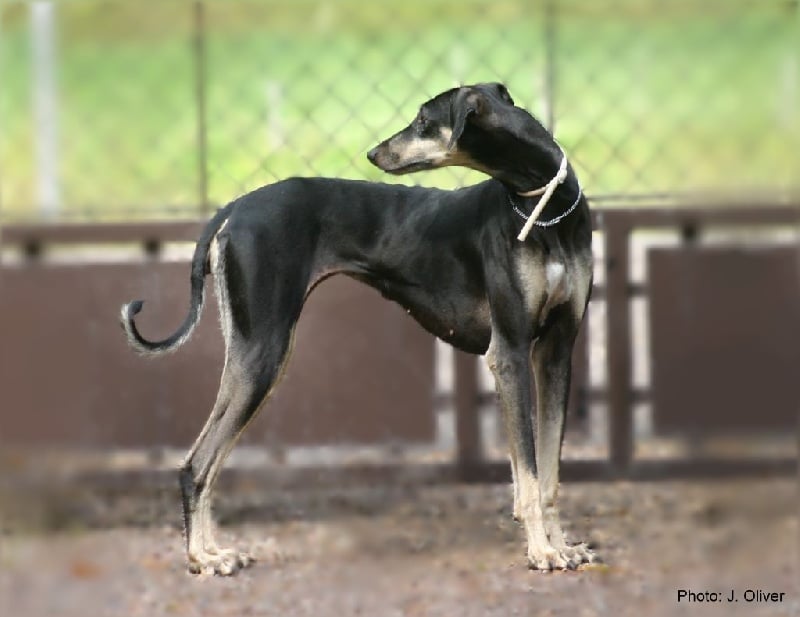 CH. Ta'ayyana waasama aswidah Of love arab beauty