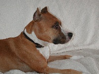Étalon American Staffordshire Terrier - Pititon's Oceanne